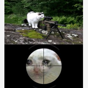 Cat Sniping Crying Cat Template   Pleure Sniping meme template
