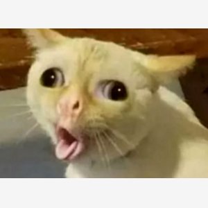 Coughing Cat Template   Stairs, Tongue Sticking Out, Wall Eyed   Chat Langue meme template