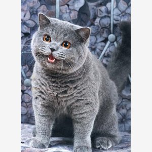 Happy Cat   Nedm (not Even Doom Music)   I Can Has Cheezburger Cat   Original meme template