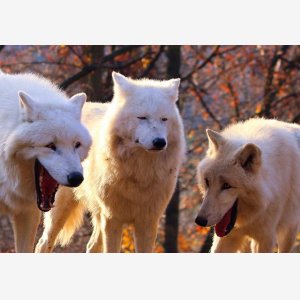 Laughing Wolves   Two Laughing One Serious   3 Wolves Loups   V meme template