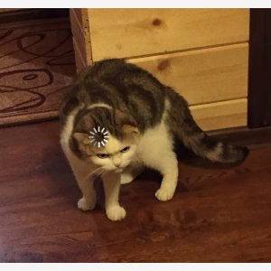 Loading Cat meme template