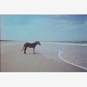 Man Horse Sea meme template
