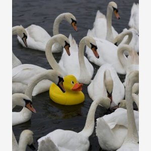 Plastic Duck Intru Swans meme template
