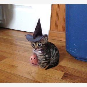 Spooky Hat Cat   Halloween   Chat Cat meme template