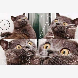 Surprised Cat Surprised Math Lady   Calculating   Chat meme template
