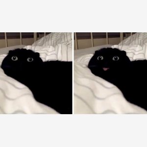 When X Vs When X Template   Blep Cat   Tongue Sticking Out   Chat Cat Langue meme template