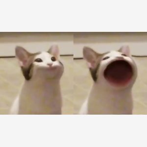 Pop Cat meme template