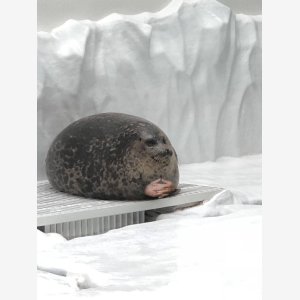 Seal Waiting Phoque meme template