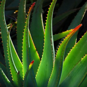 plant-jpg.jpg - Sample JPG File